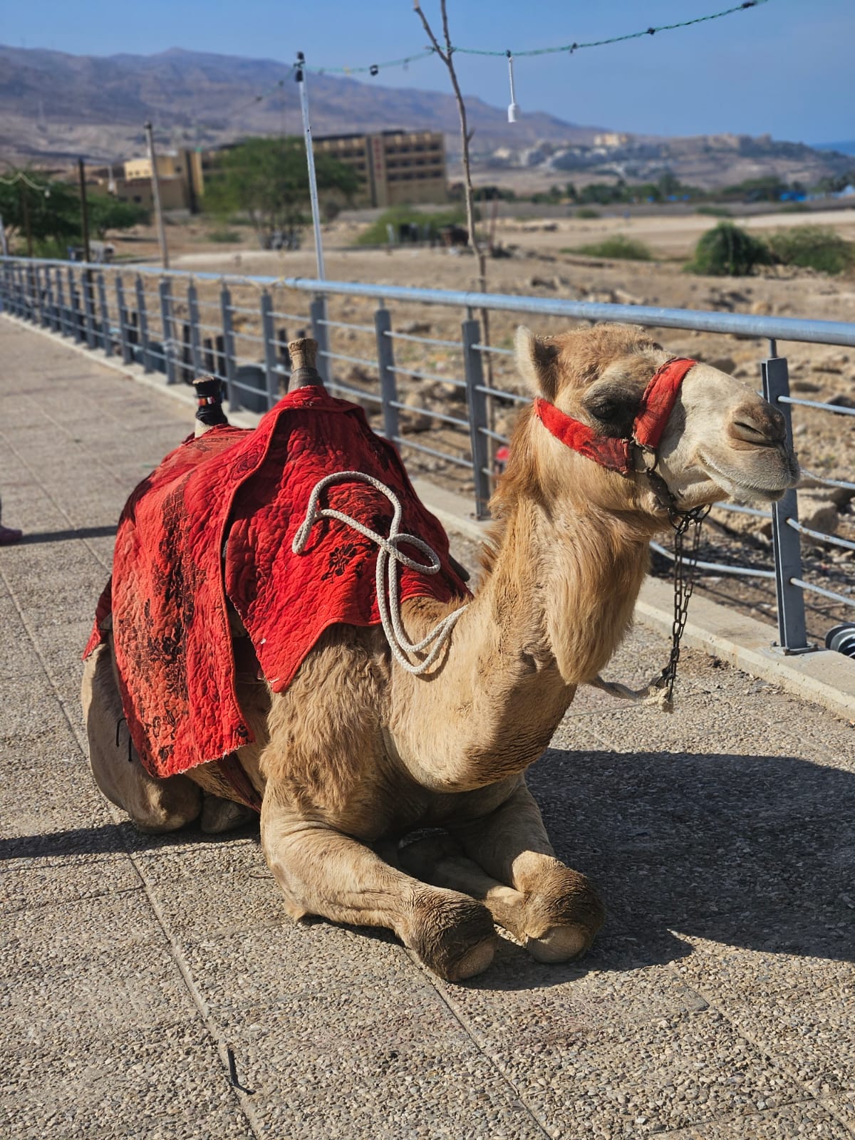 Aqsa-Egypt-Jordan